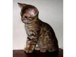 Pedigree Bengal Kittens. Beautiful brown rosetted....