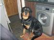 Male rottweiler 23months 250. Male rottie will be 2 next....