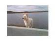 White German Shepherd,  female,  long haired and large....