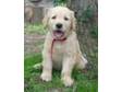 Golden Retriever Puppies for Sale Specializing in full....