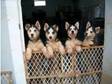 lovely siberian husky puppies fo x-mass home. blk/wht....