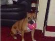 beautiful irish red staffie for sale 200. I have a 2 1/2....