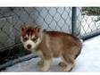 Quality Siberian Husky puppies and breed with health , ....