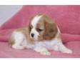gorgeous Cavalier King Charles Spaniel puppy for specail....