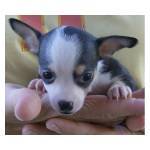 DARLING BABY CHIHUAHUA PUPPIES FOR GOOD HOMES ONLY.