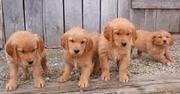 Very cute Golden retriever puppies